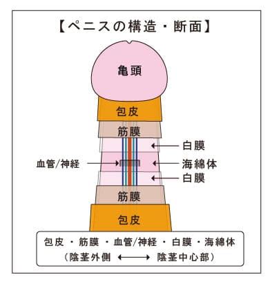 太いペニス|ペニスの構造や勃起の仕組みは？平均サイズ【医師監修】